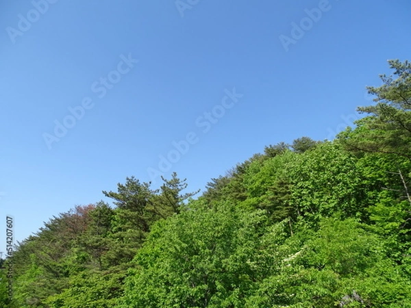 Fototapeta 初夏の森