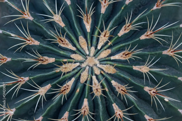 Obraz Cactus close-up