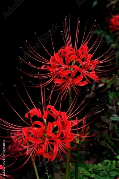 Obraz 赤い彼岸花のクローズアップ
