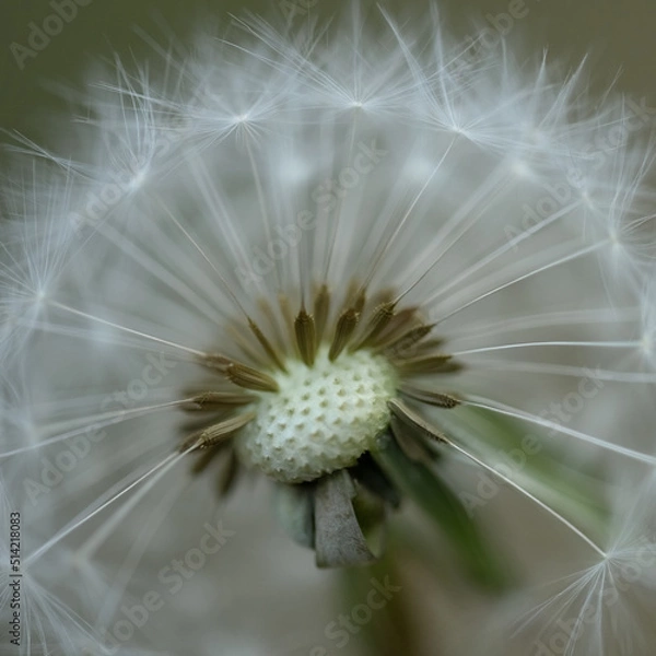 Fototapeta Dandelion Seed Head - Taraxacum
