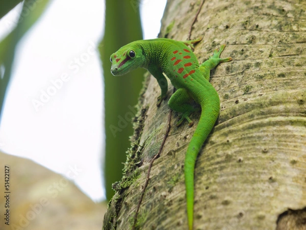 Obraz Green Madagascar Day Gecko (Phelsuma madagascariensis)
