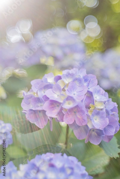 Obraz あじさいを照らす