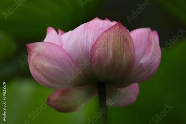 Obraz pink lotus flower