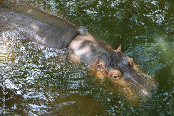 Fototapeta The Big hippopotamus is float in river