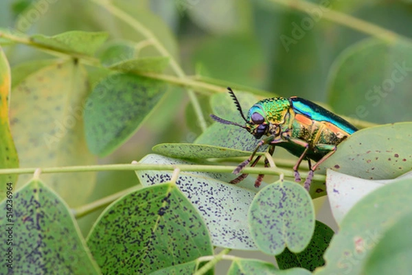 Obraz Jewely beetle on leaf