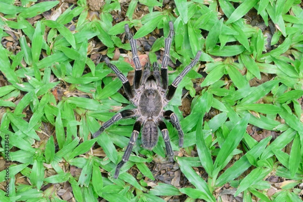 Obraz spider on the leaf