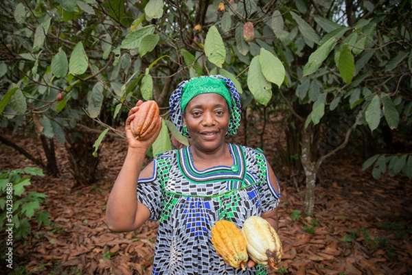Obraz African farmer with freshly harvested cocoa pods from her plantation.