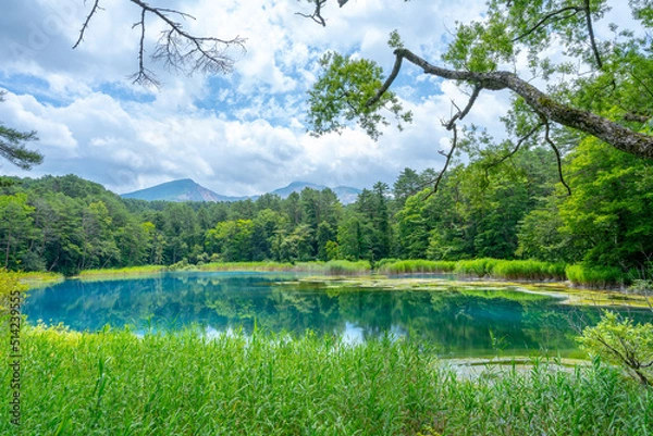 Fototapeta 福島県の五色沼湖沼群にあるるり沼(五色沼)