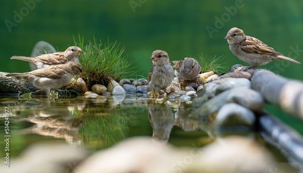 Fototapeta Young house sparrows at a bird watering hole. Czechia. 