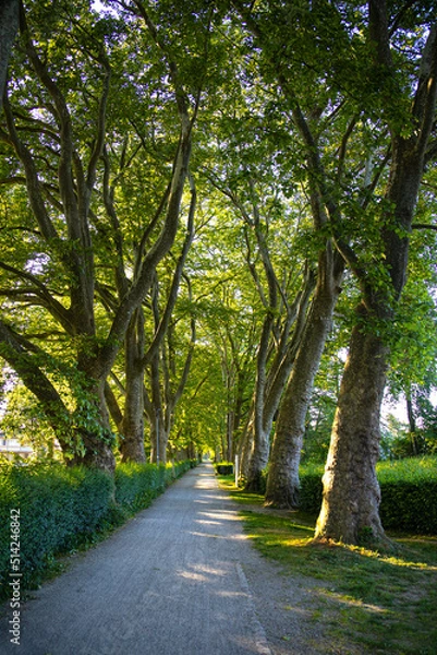 Fototapeta Platanenallee_8499
