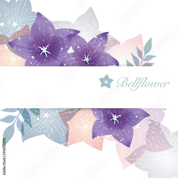 Fototapeta 桔梗の花のイラスト背景