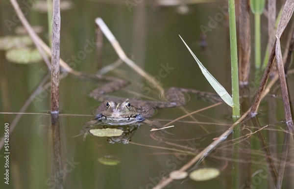 Obraz frog in water