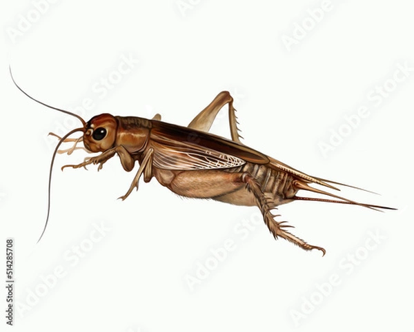Obraz Cricket (Gryllidae)