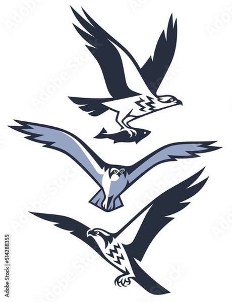 Fototapeta Bird of Prey - Osprey