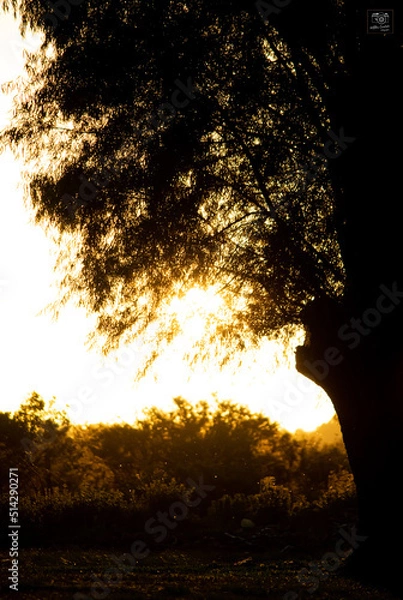 Obraz A hora dourada