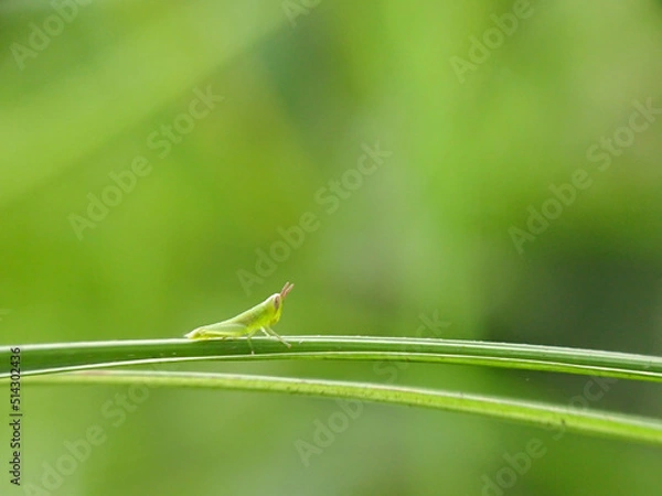 Obraz Meadow green grasshopper on long leaves against a natural and blurry background 