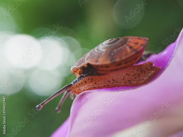Obraz Old snails on purple flowers on a natural and blurry background 