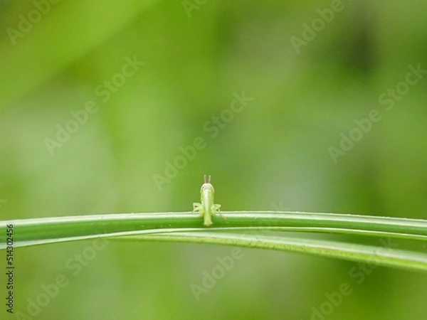 Obraz Meadow green grasshopper on long leaves against a natural and blurry background 