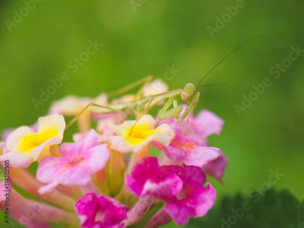 Obraz Mantis child on two-color flowers with natural background and blurry 