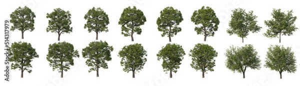 Obraz Multi-season tree on a white background.