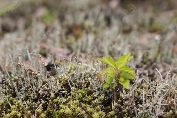 Obraz 杉苔と新芽
