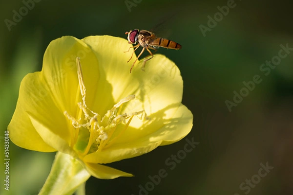 Obraz 달맞이꽃과 호리꽃등에