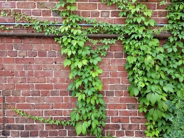 Obraz Brick Wall with Vines