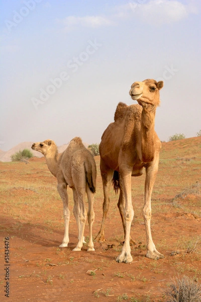 Obraz Camel  with Calf