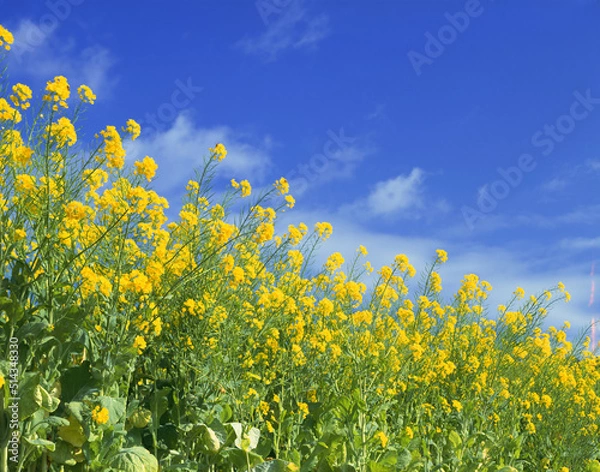 Fototapeta 菜の花