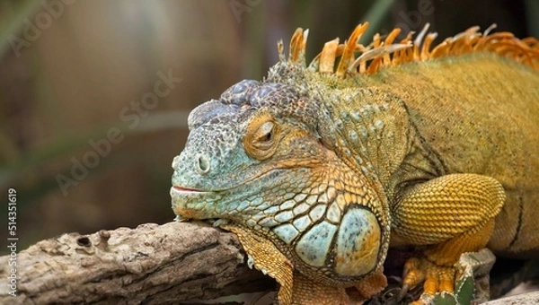 Obraz Grüner Leguan