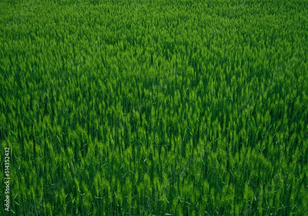 Fototapeta 麦畑