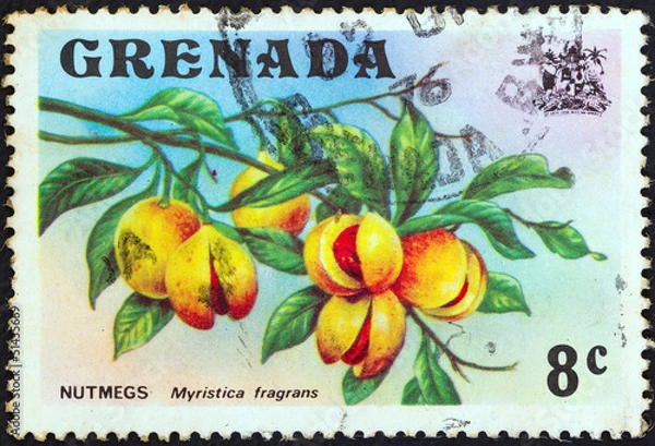 Obraz Nutmeg branch (Myristica fragrans) (Grenada 1974)