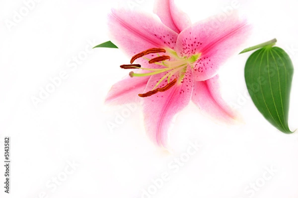 Obraz beautiful exotic lilly