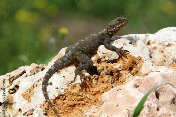 Obraz A lizard sits on a stone in a city park