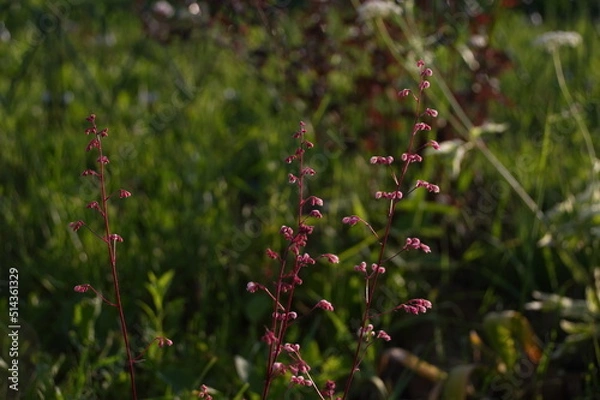 Obraz the grass is pink