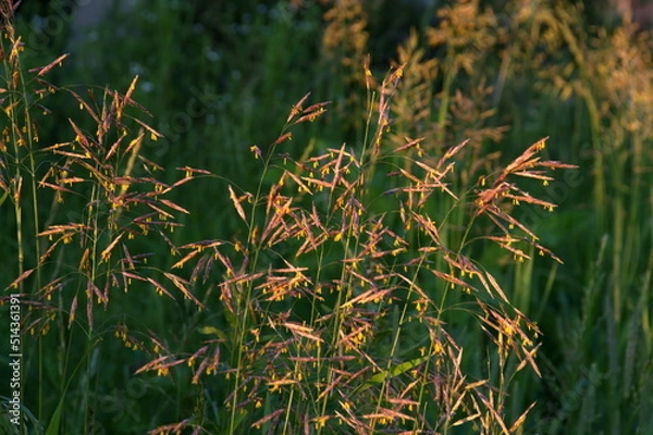 Obraz grass in the wind