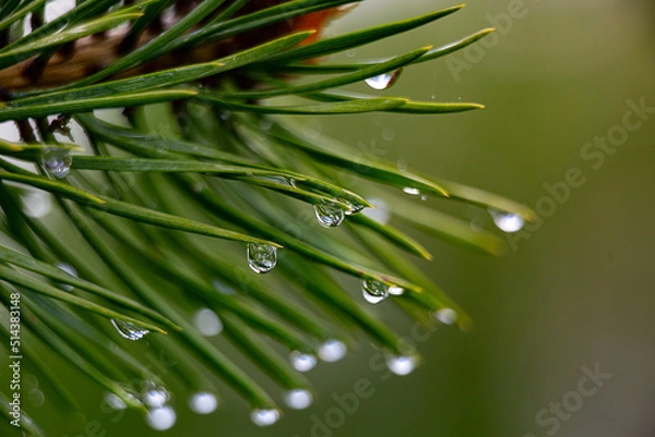 Fototapeta raindrops on a pine branch close-up