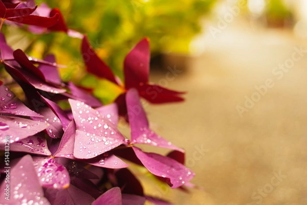 Obraz 雨上りの赤い花