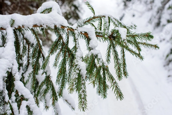 Obraz pine branch covered with snow