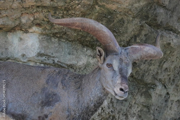 Fototapeta スーチョワンバーラル