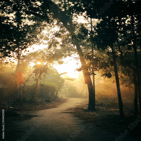 Fototapeta sunset in the forest