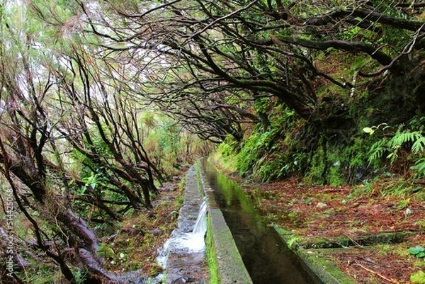 Obraz stream in the forest