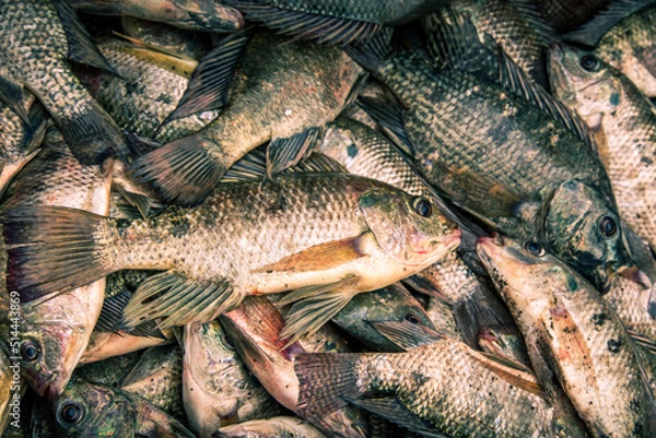 Obraz Tilapia or Chilapi freshwater fish in Maharastra lake