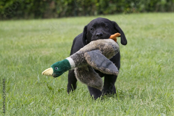 Obraz labrador puppy playing