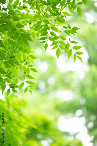 Obraz 新緑の癒し