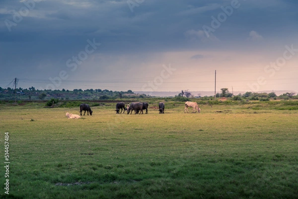Obraz Beautiful landscape view with cattle eating grass.