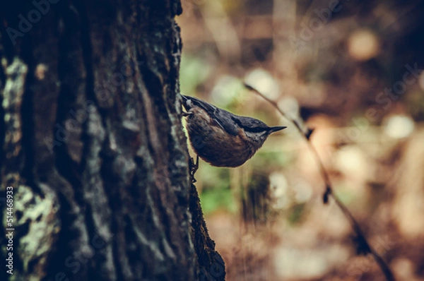 Obraz Ptak, kowalik, bird