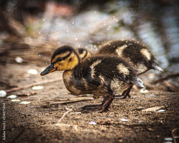 Obraz Kaczka, duck, kaczuszka
