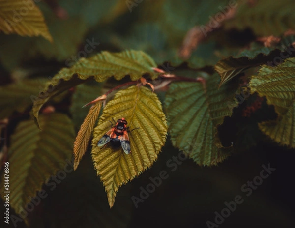Obraz Mucha na liśćiu