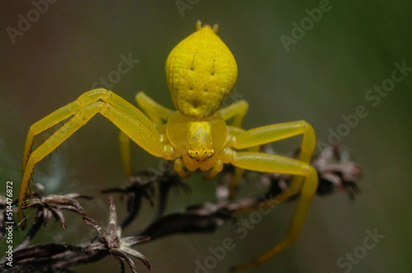 Obraz Pająk, spider